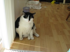 loomis_001